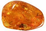 Detailed Fossil Beetle, Fly & Several Mites In Baltic Amber #73382-3
